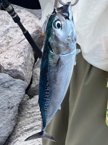 ソウダガツオの釣果