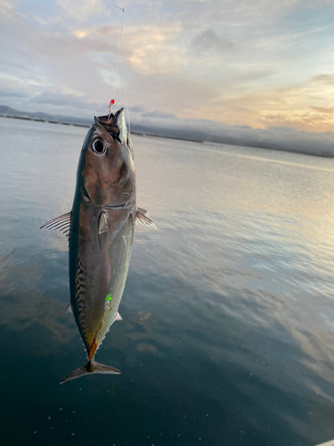 ソウダガツオの釣果