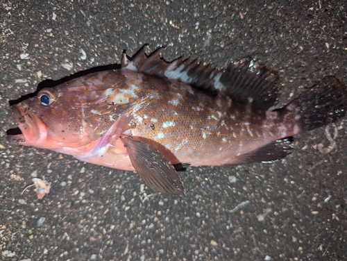 アコウの釣果