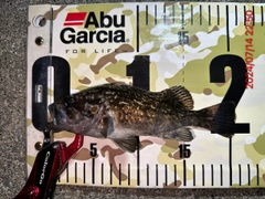 クロソイの釣果