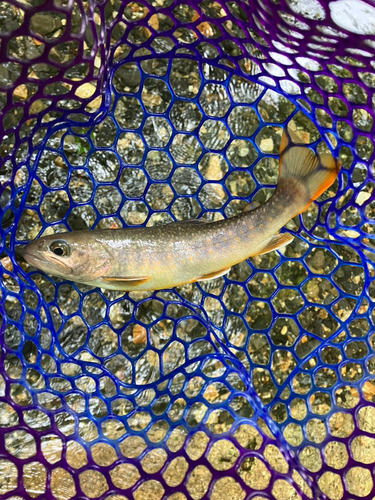 イワナの釣果