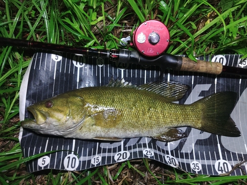 スモールマウスバスの釣果