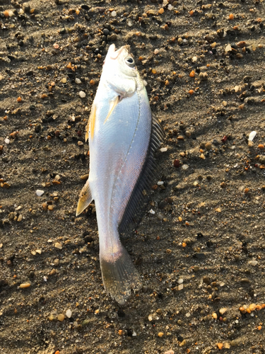 ニベの釣果