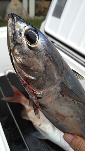 ソウダガツオの釣果