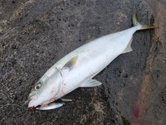 ワカシの釣果