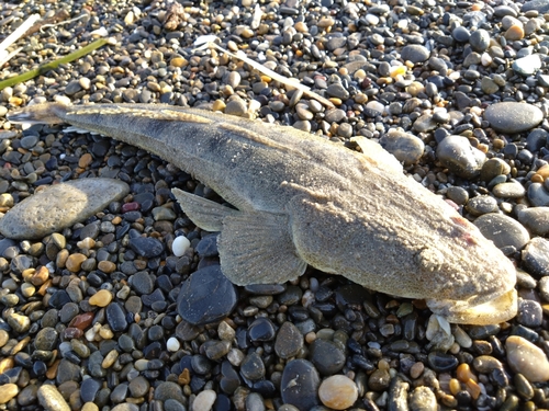 マゴチの釣果