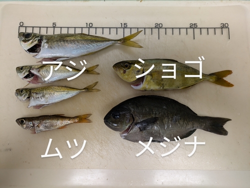 アジの釣果