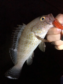 オオモンハタの釣果