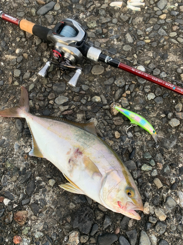 ショゴの釣果