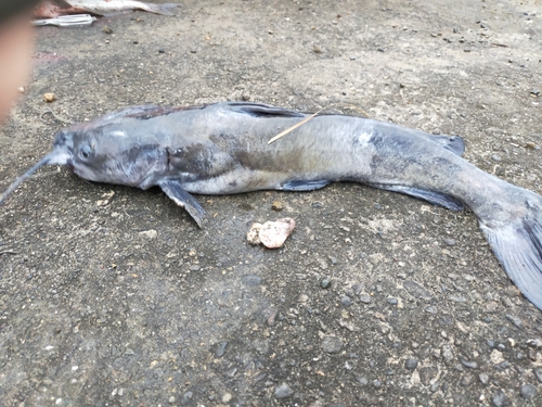 アメリカナマズの釣果