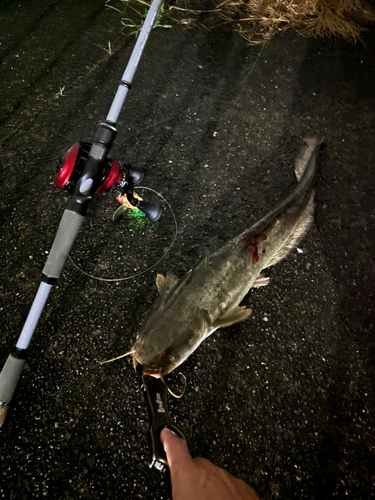 ナマズの釣果