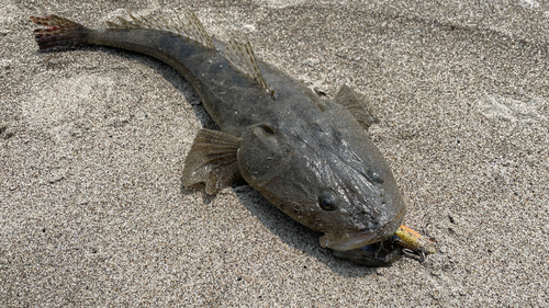 マゴチの釣果