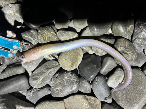 アナゴの釣果