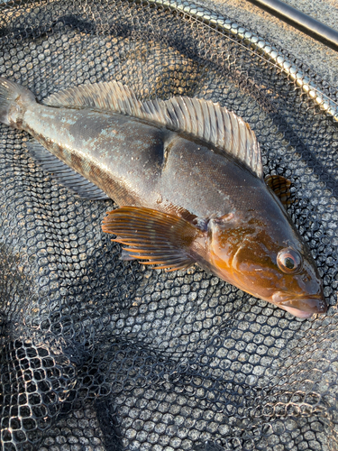 アイナメの釣果