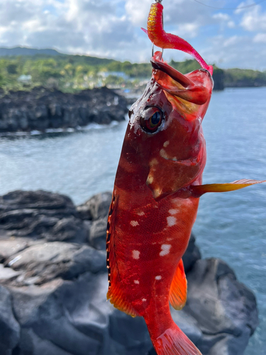 アカハタの釣果