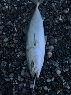 イナダの釣果