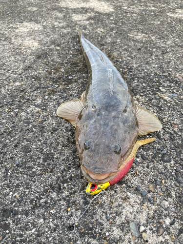 マゴチの釣果