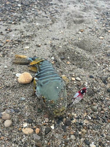 シマフグの釣果