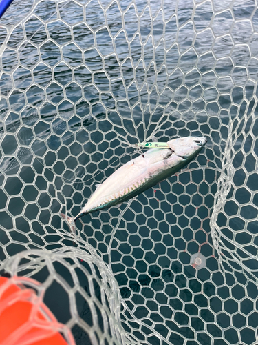 ソウダガツオの釣果