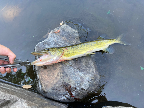 ノーザンパイクの釣果