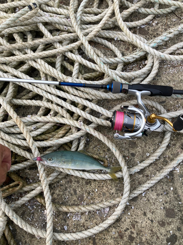 ツバスの釣果