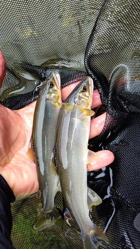 アユの釣果