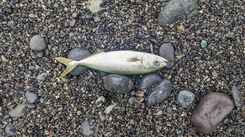 ワカシの釣果