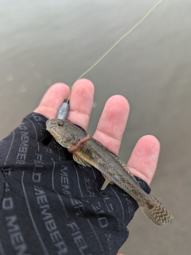 ハゼの釣果