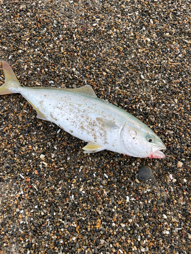 ワカシの釣果