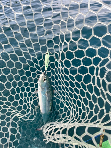 ソウダガツオの釣果