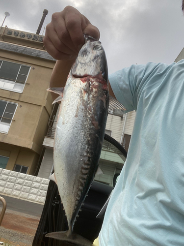 ソウダガツオの釣果