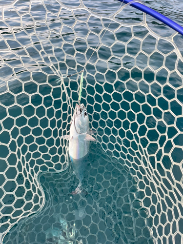 ソウダガツオの釣果