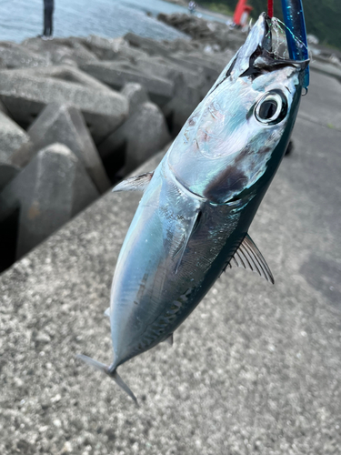 ソウダガツオの釣果