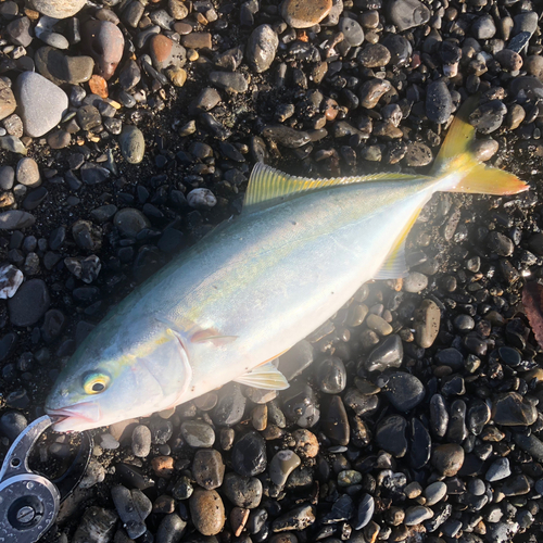 ワカシの釣果