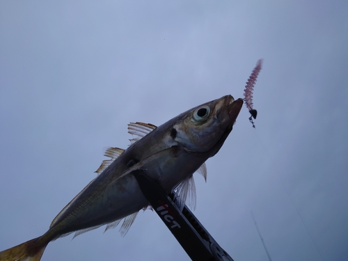 マアジの釣果