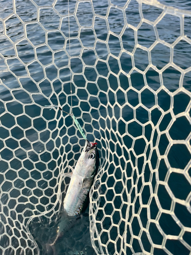 ソウダガツオの釣果