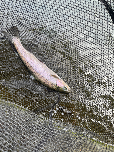 ニジマスの釣果