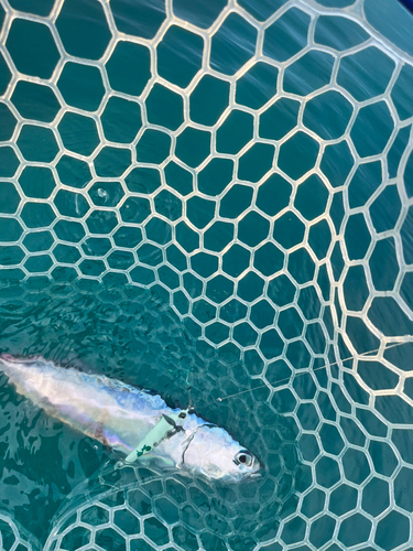 ソウダガツオの釣果