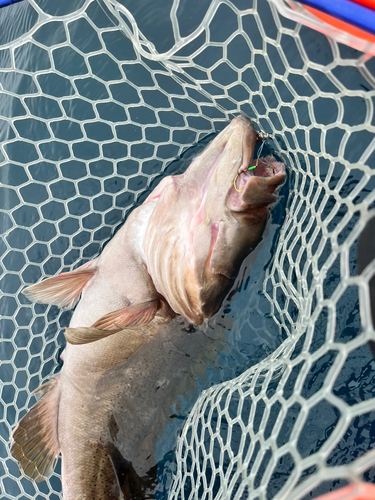 マハタの釣果