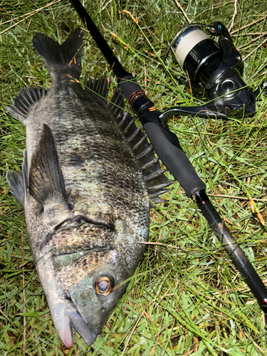 クロダイの釣果