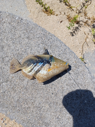 モンガラカワハギの釣果