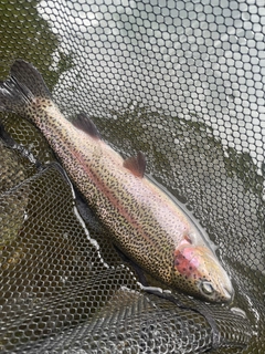 ニジマスの釣果