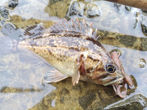 クロソイの釣果