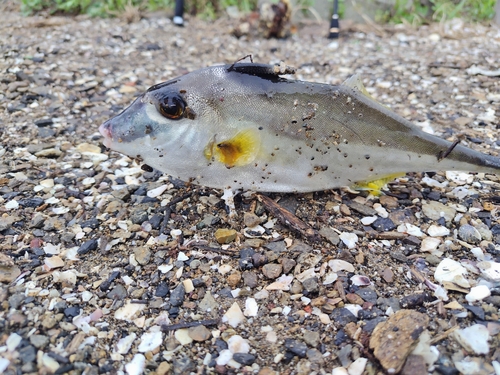 ギマの釣果