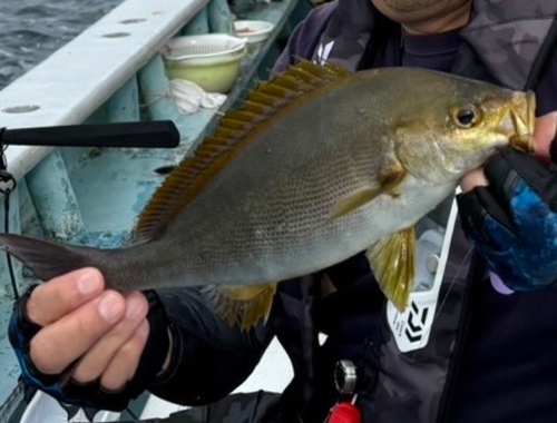 イサキの釣果