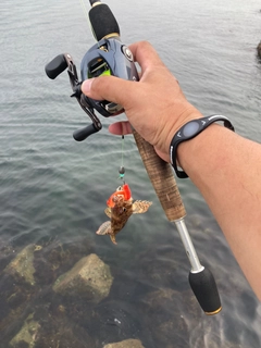 ヨロイメバルの釣果