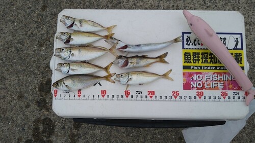 アジの釣果