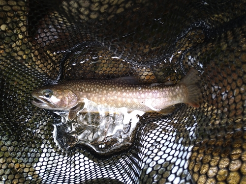 ニッコウイワナの釣果