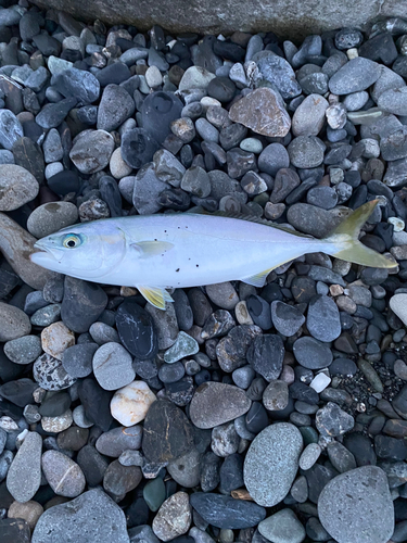 ワカシの釣果