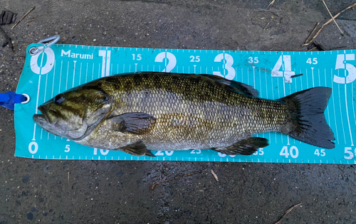 スモールマウスバスの釣果